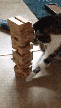 giphy (18).gif