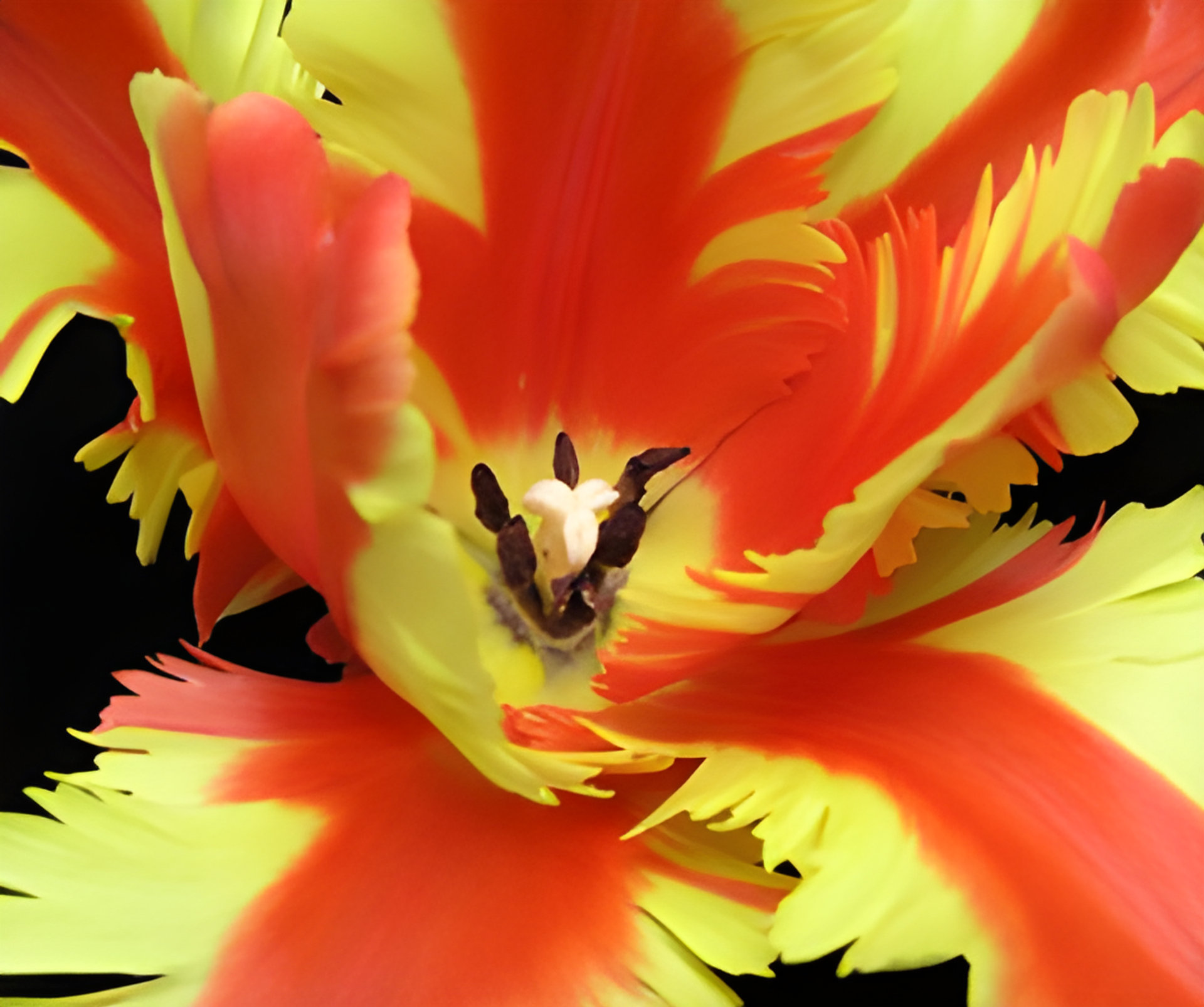 Picture of Jezebel fragrance