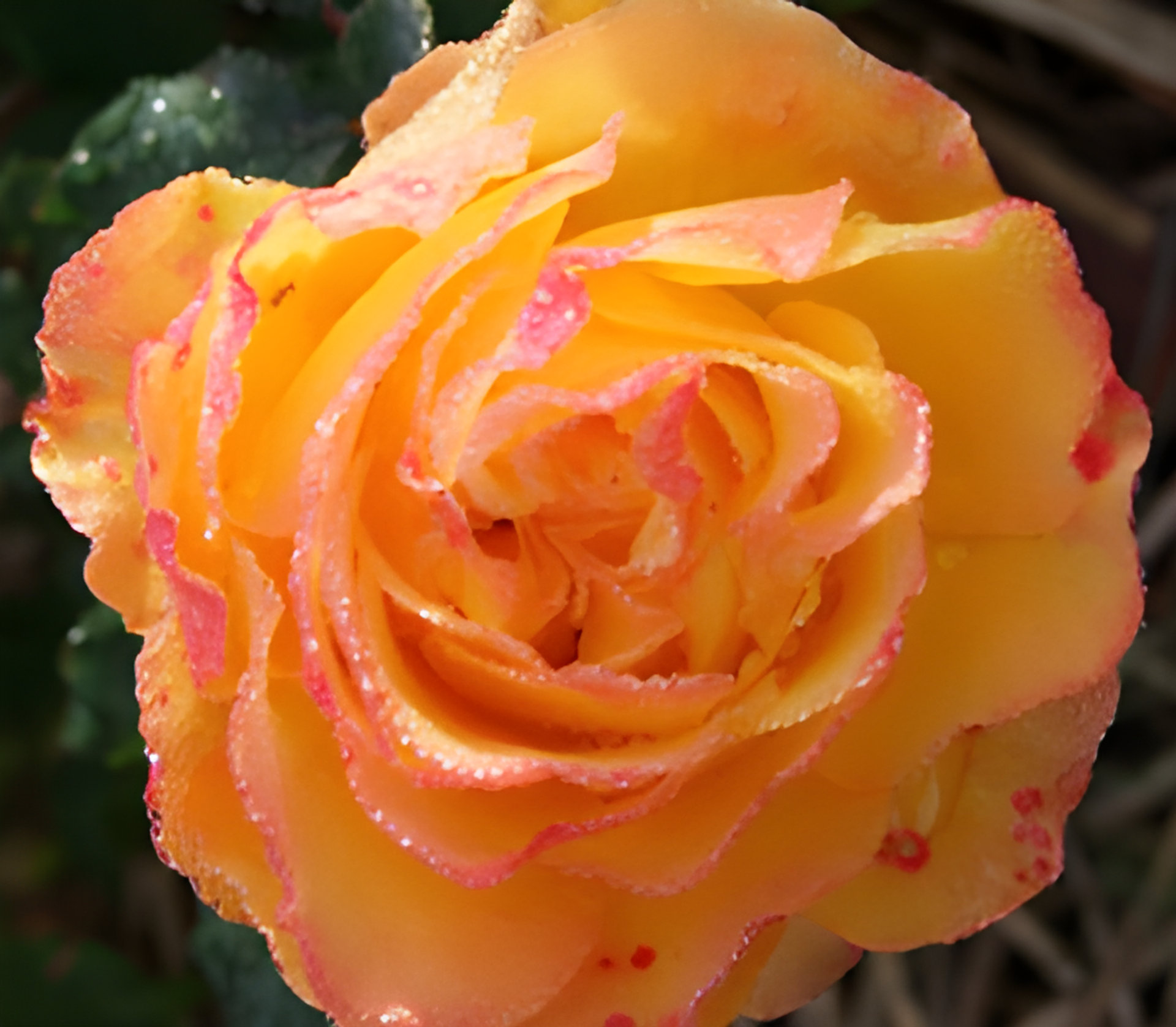 Picture of Gnosis fragrance