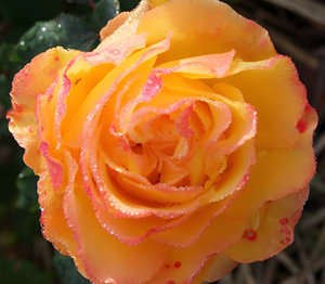 Gnosis by Bud Parfums perfume bottle