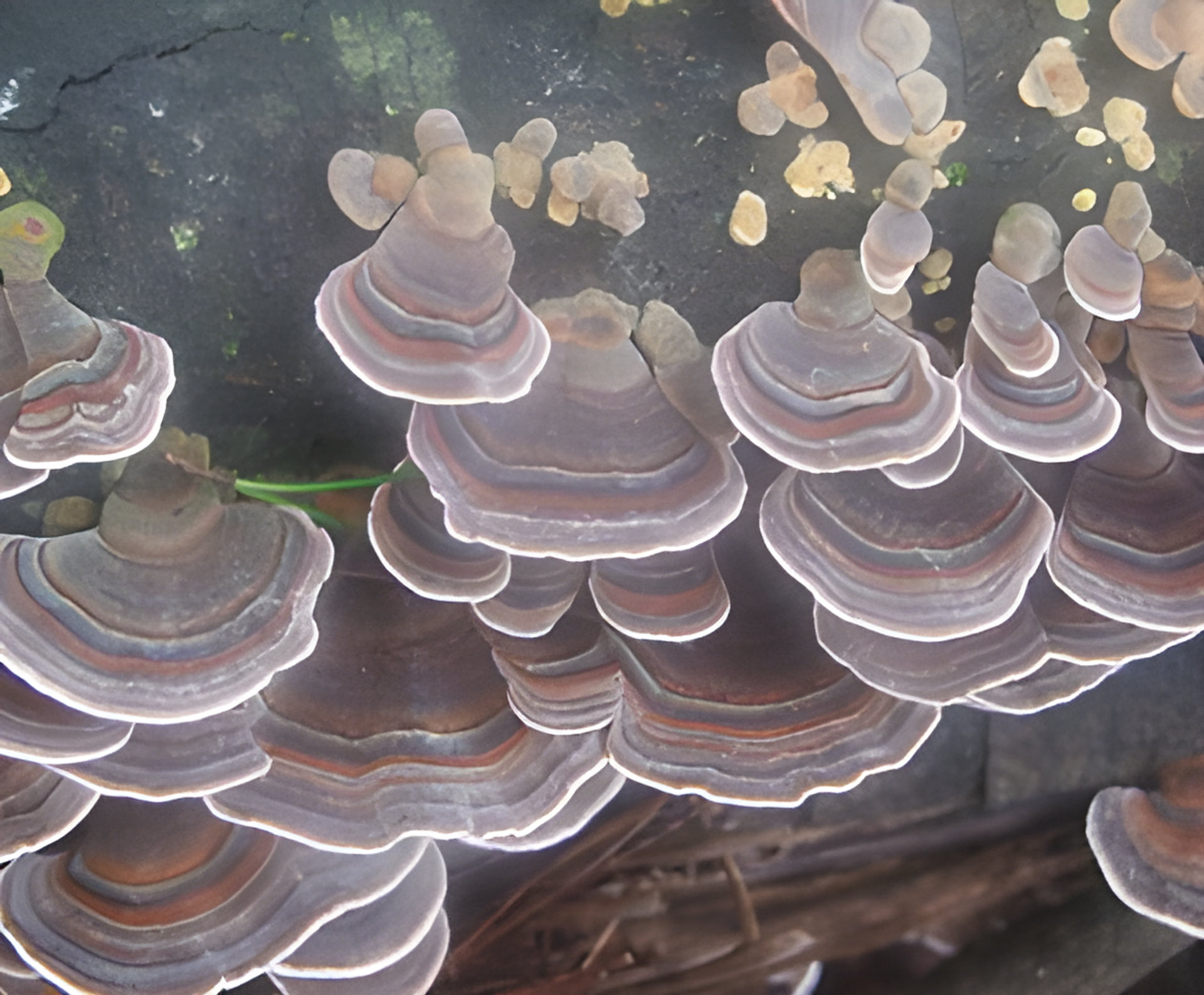 Picture of Jackeroo fragrance