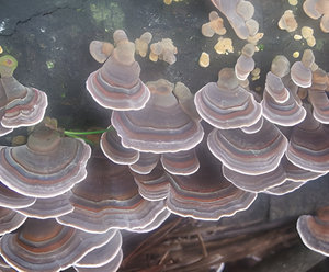 Jackeroo by Bud Parfums perfume bottle