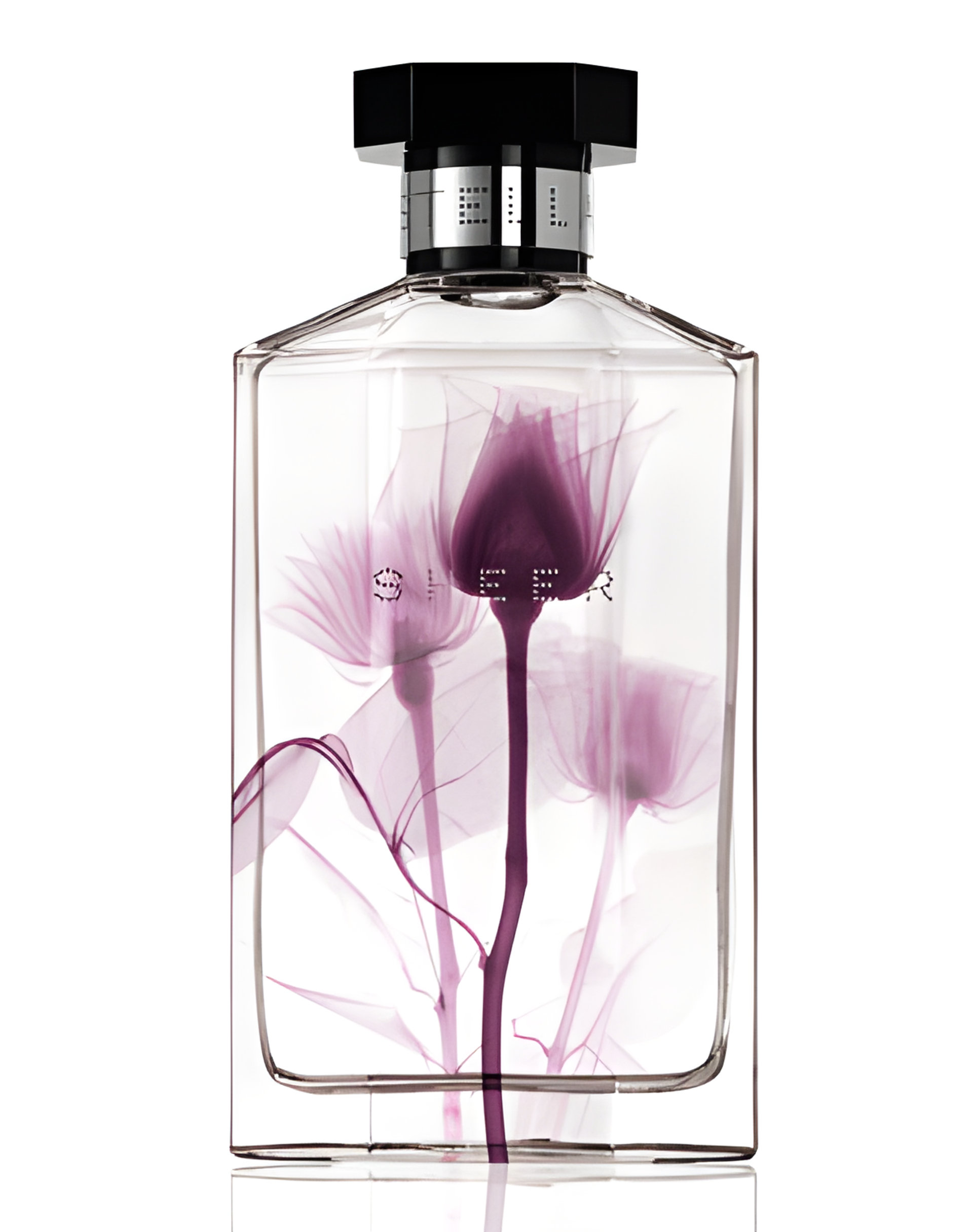 Picture of Sheer Stella 2011 fragrance