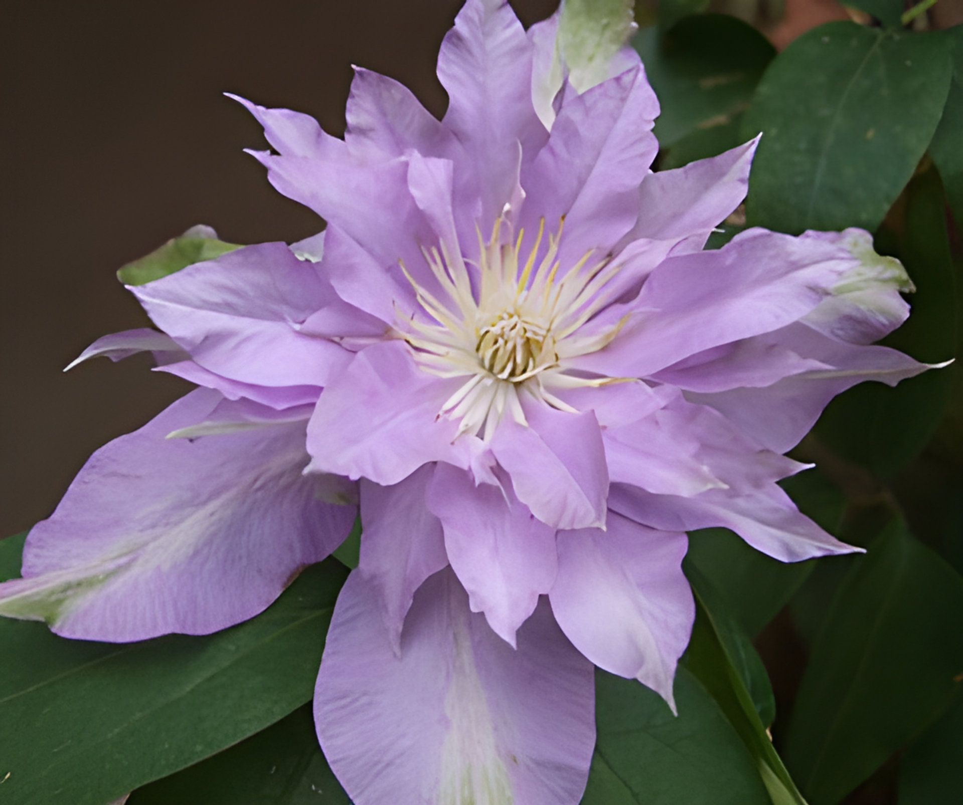 Picture of Fleur de Lilac fragrance