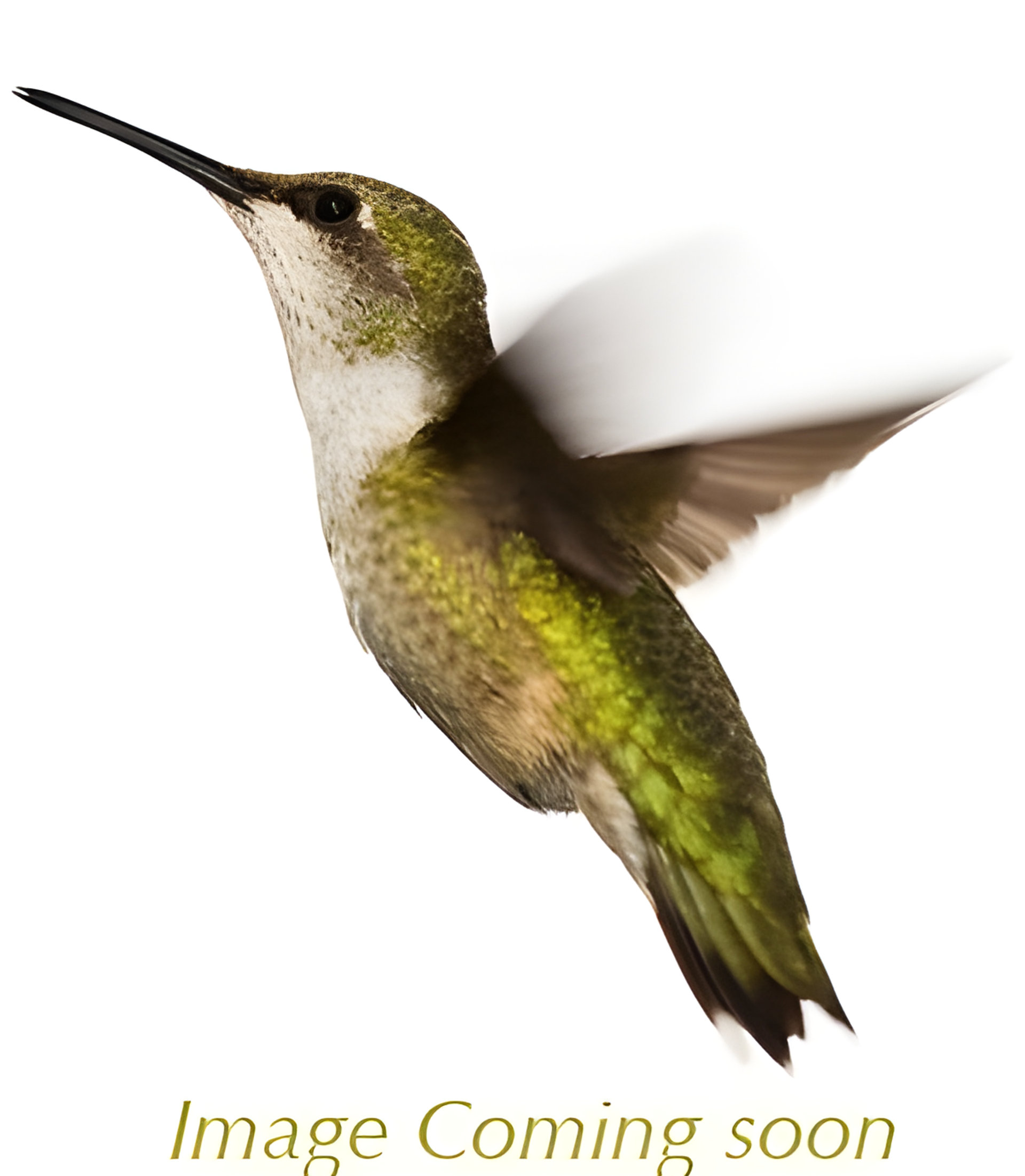 Picture of Heriotoropu fragrance