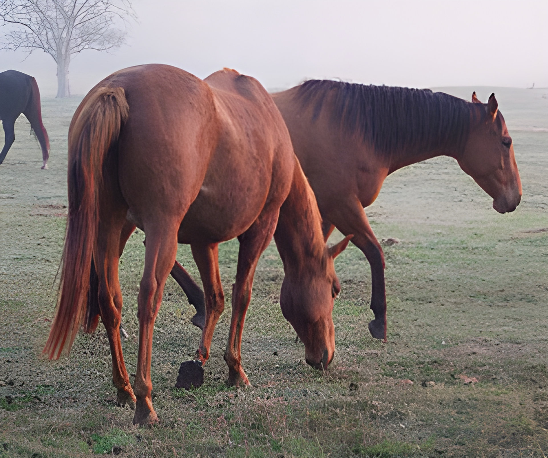 Picture of Whoa de Cologne fragrance