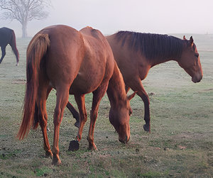 Whoa de Cologne by Bud Parfums perfume bottle