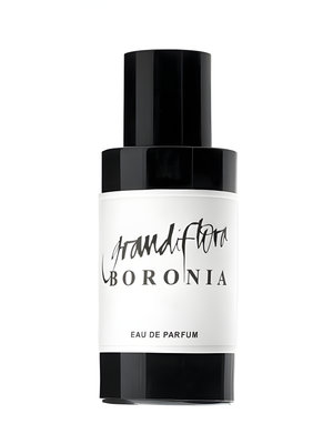 Picture of Boronia fragrance