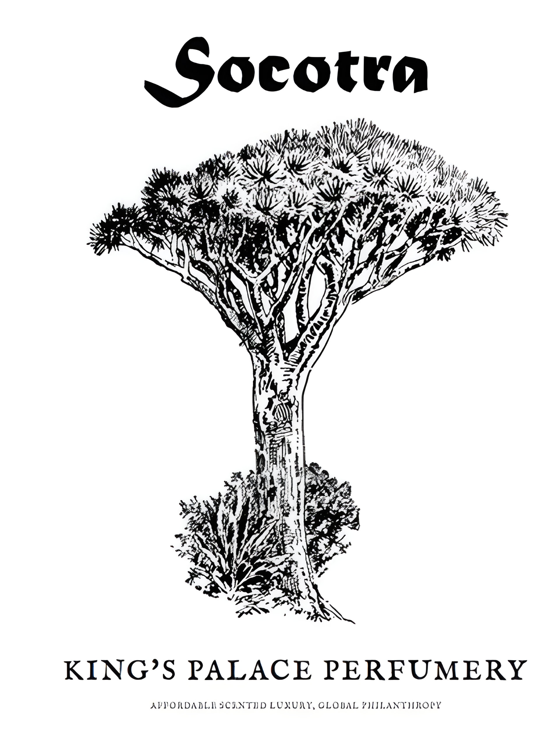 Picture of Socotra fragrance