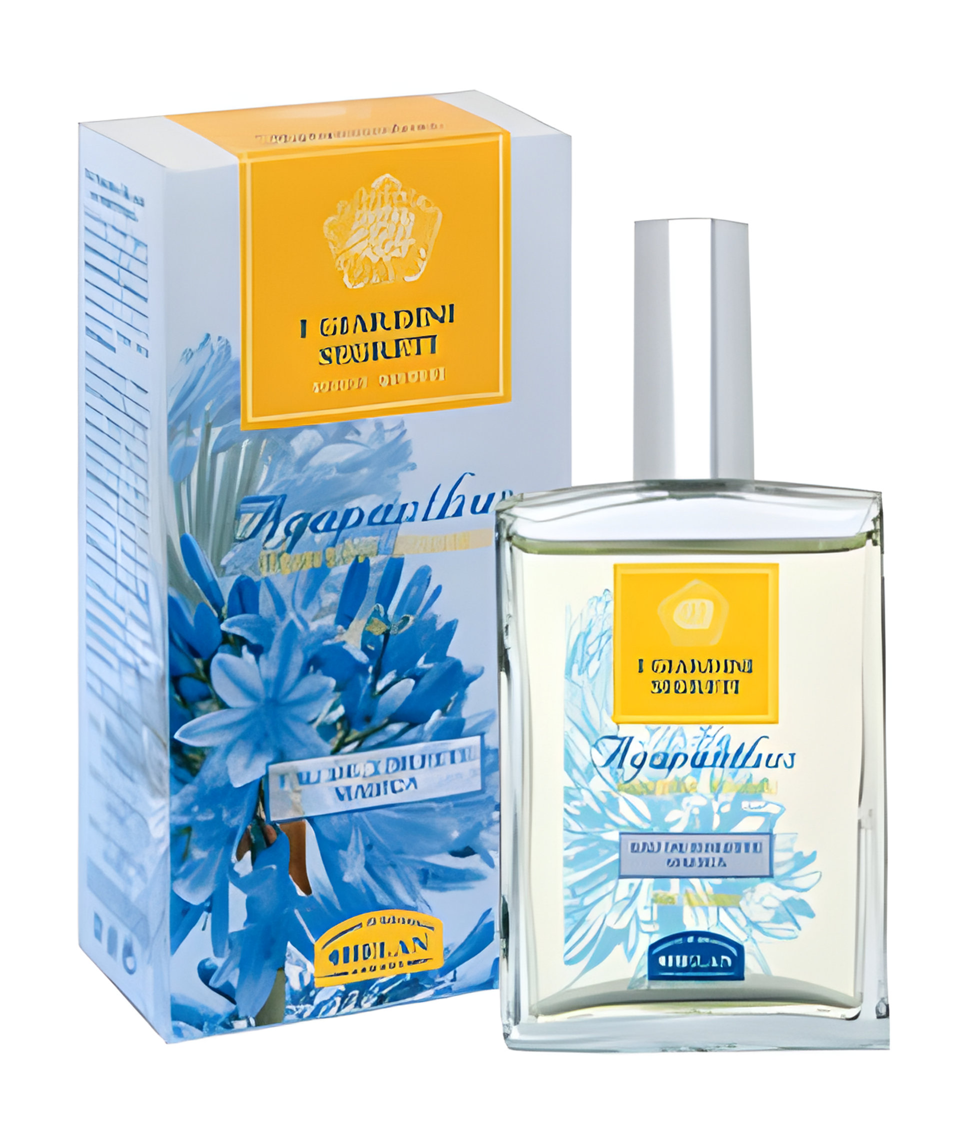 Picture of Agapanthus fragrance