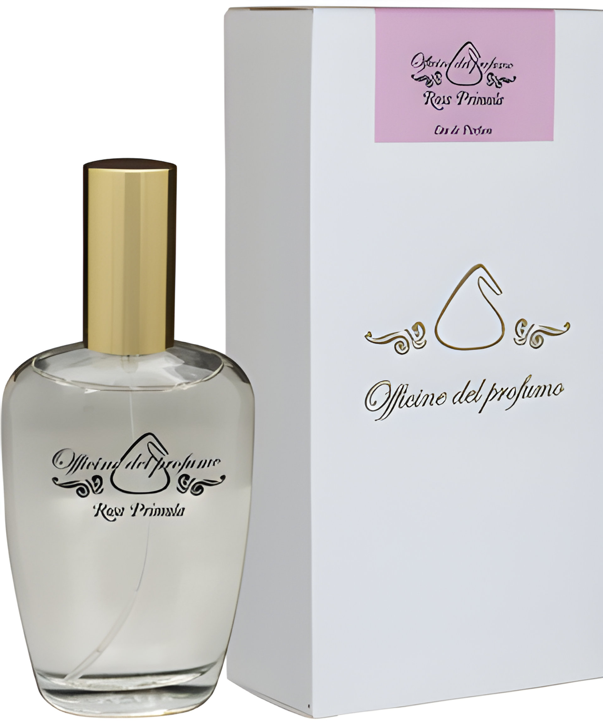 Picture of Rosa Primula fragrance