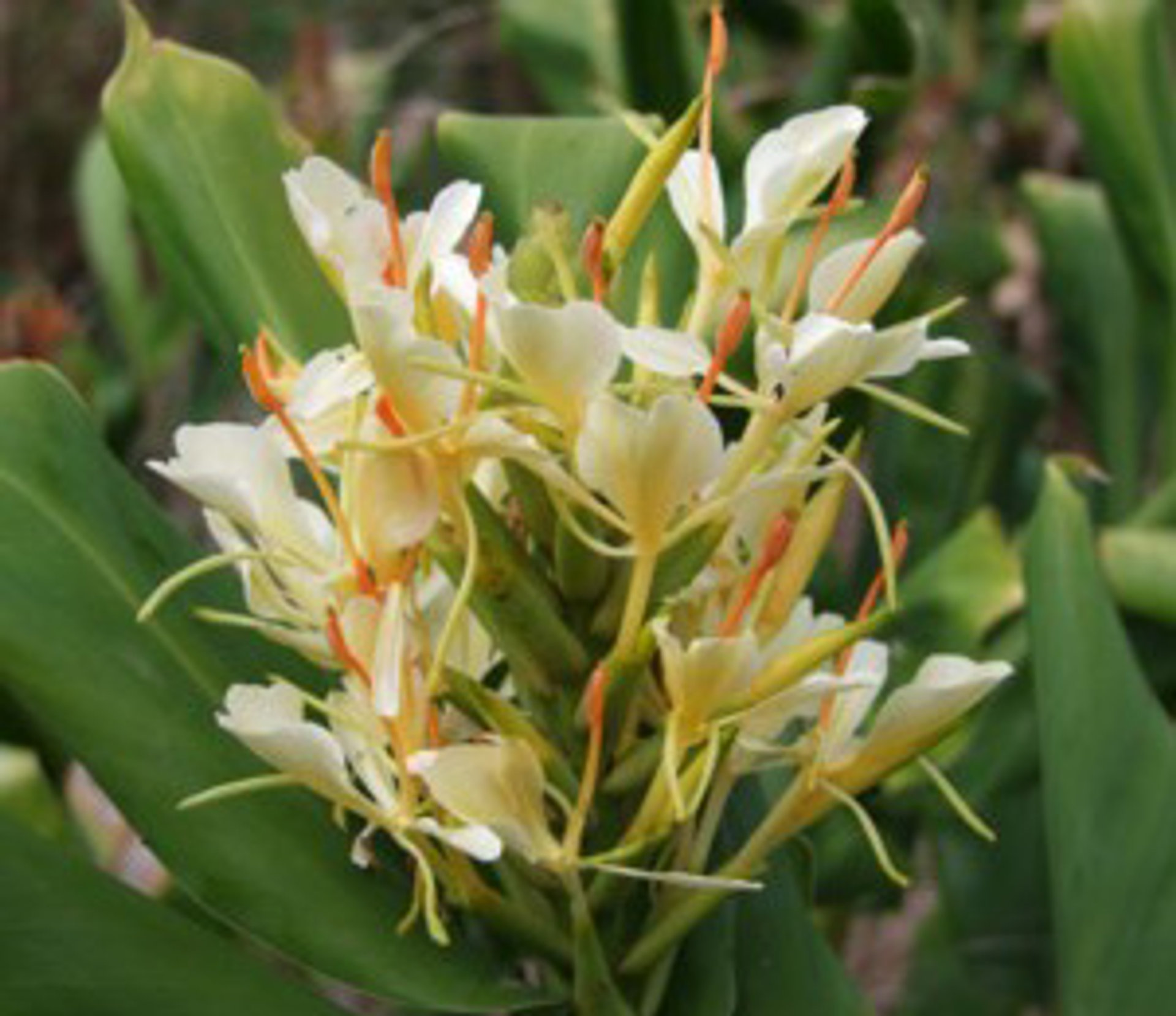 Picture of Jessica fragrance