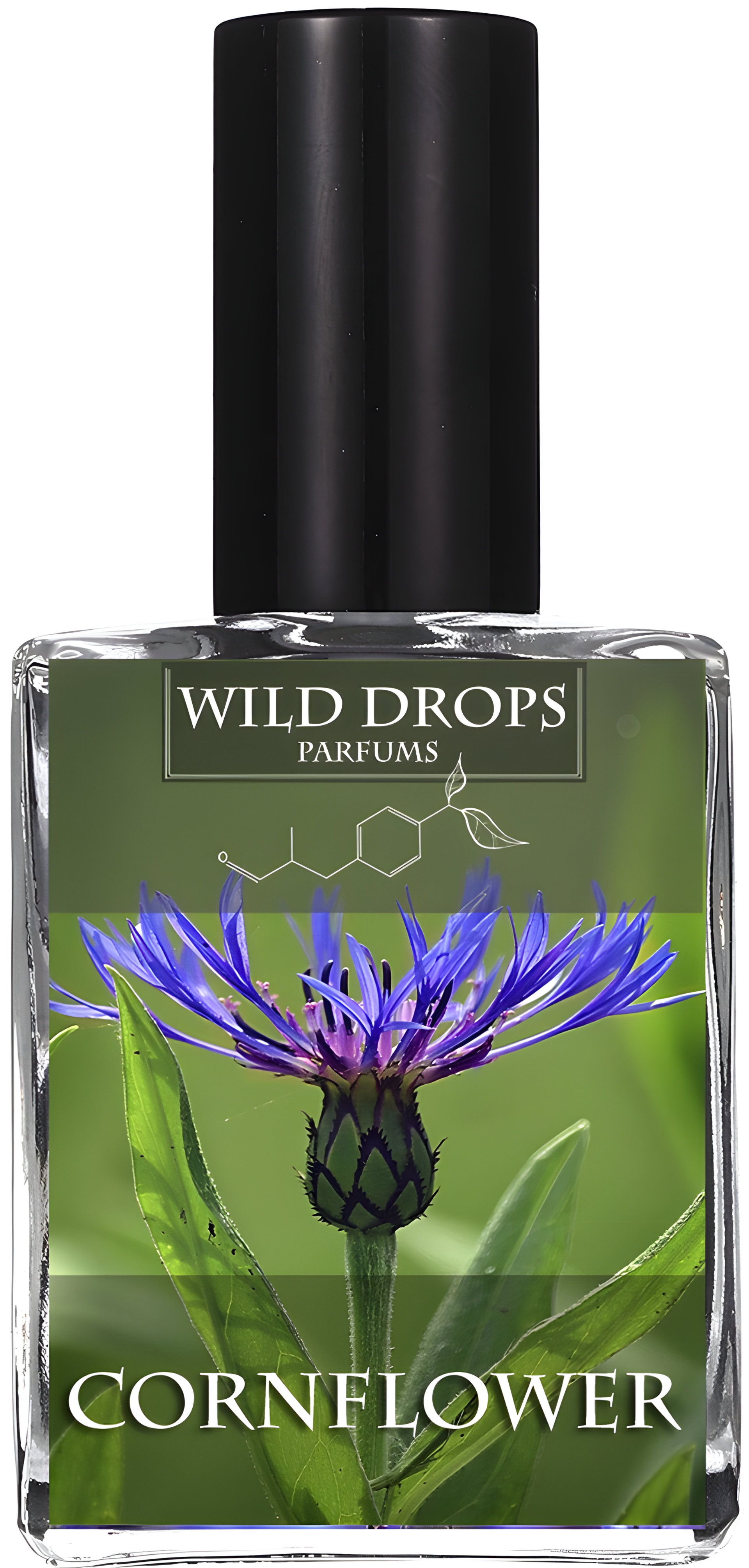 Picture of Cornflower fragrance