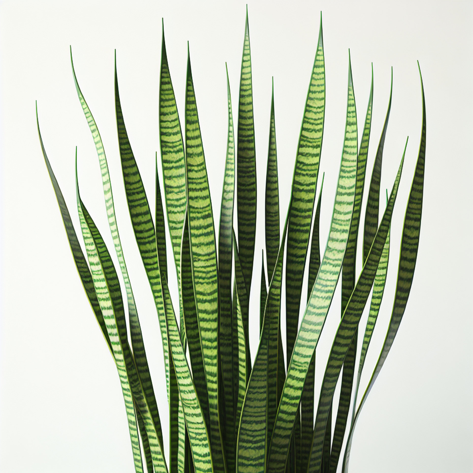 Picture of Snake Plant note