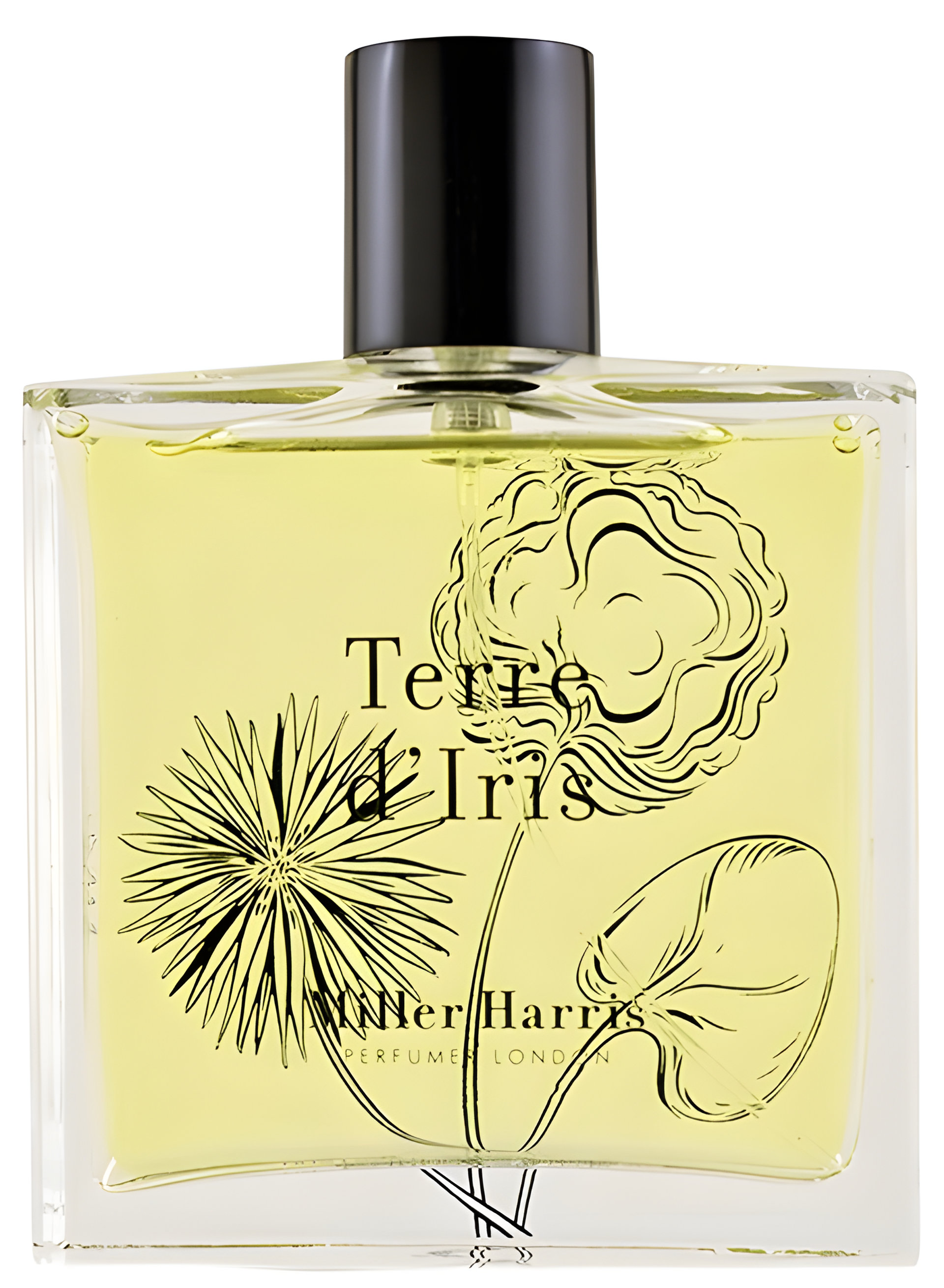 Picture of Terre d'Iris fragrance