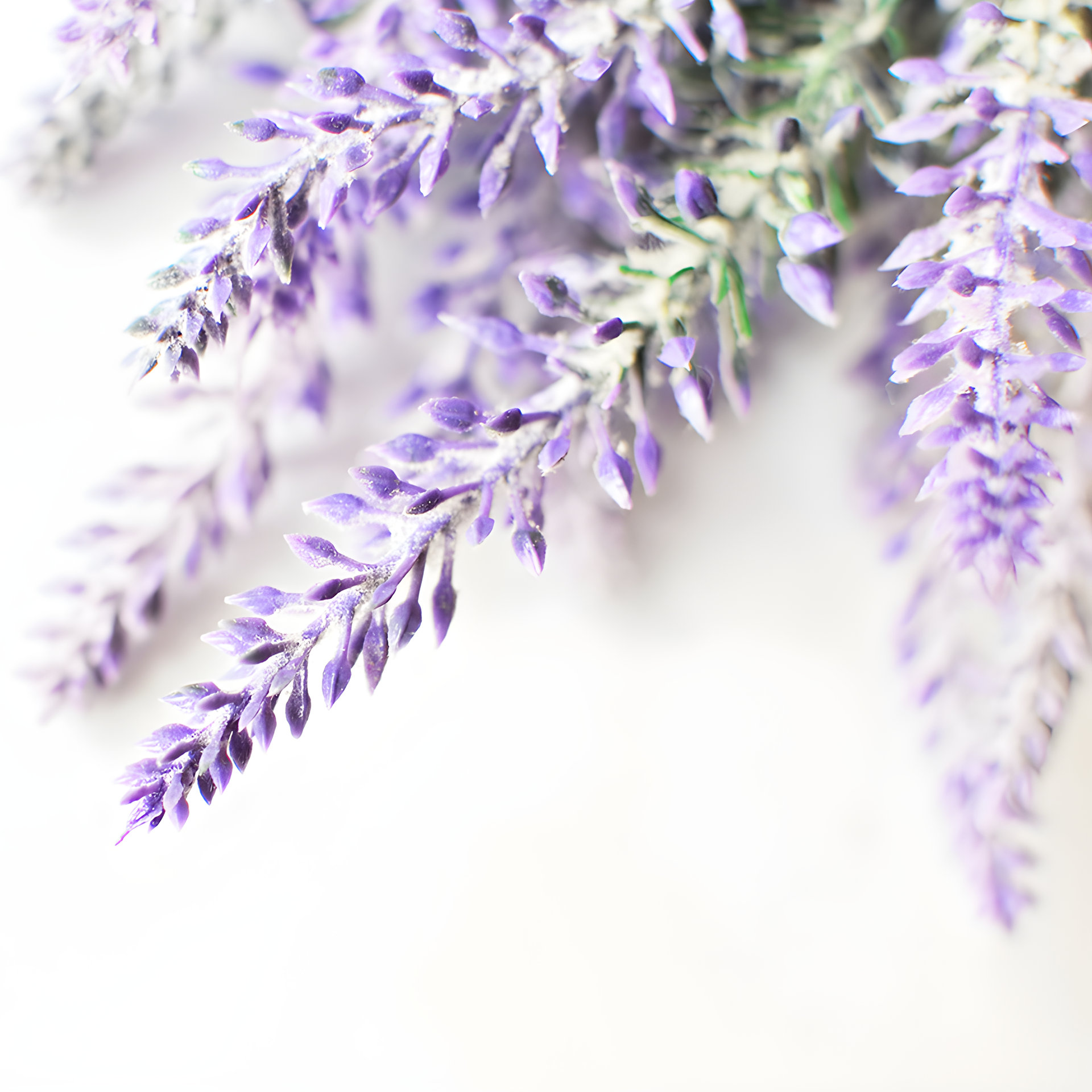 Picture of Creations Aromatiques perfumer