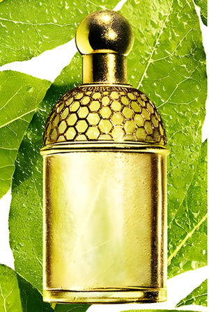 Aqua Allegoria Laurier - Reglisse by Guerlain perfume bottle