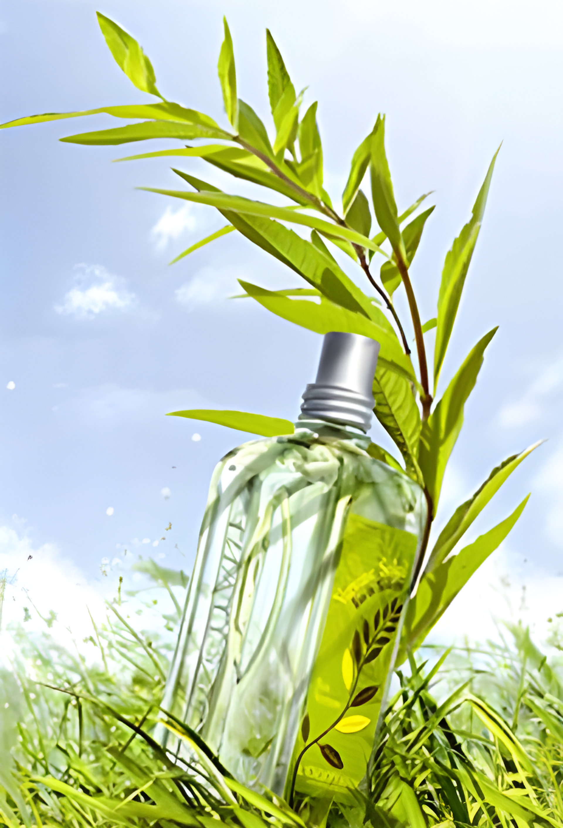 Picture of Verbena Sun fragrance