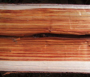 If by Bud Parfums perfume bottle