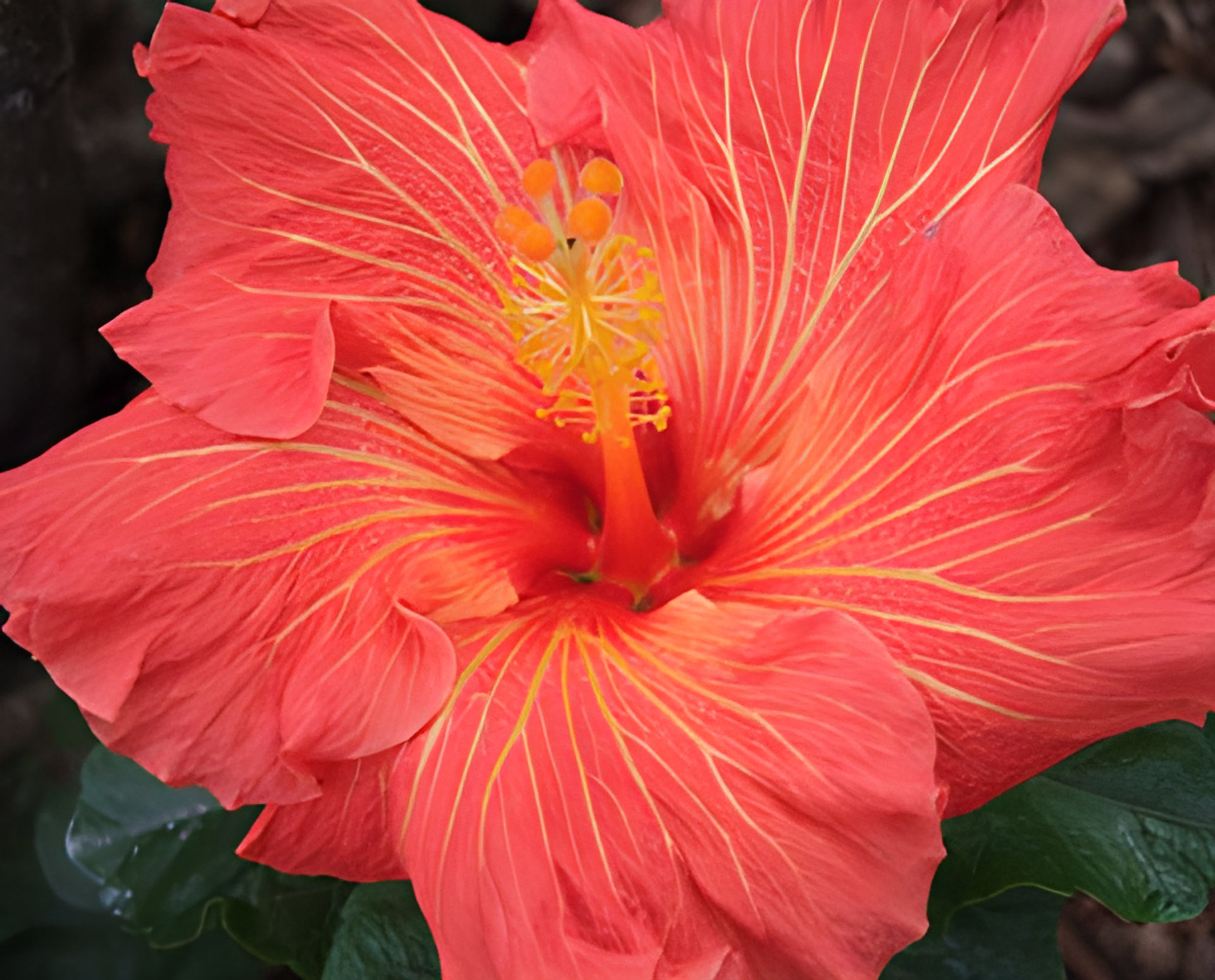 Picture of Ooh La La fragrance