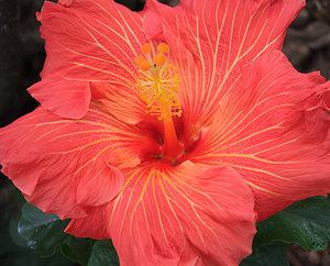 Ooh La La by Bud Parfums perfume bottle