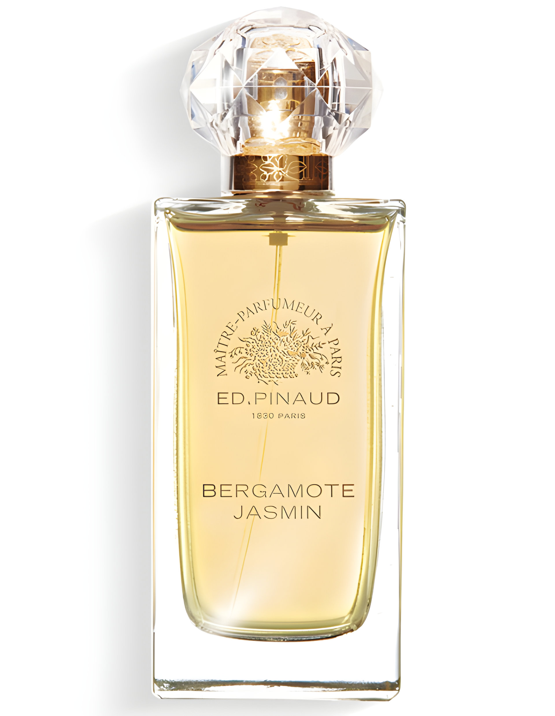 Picture of Bergamote Jasmin fragrance