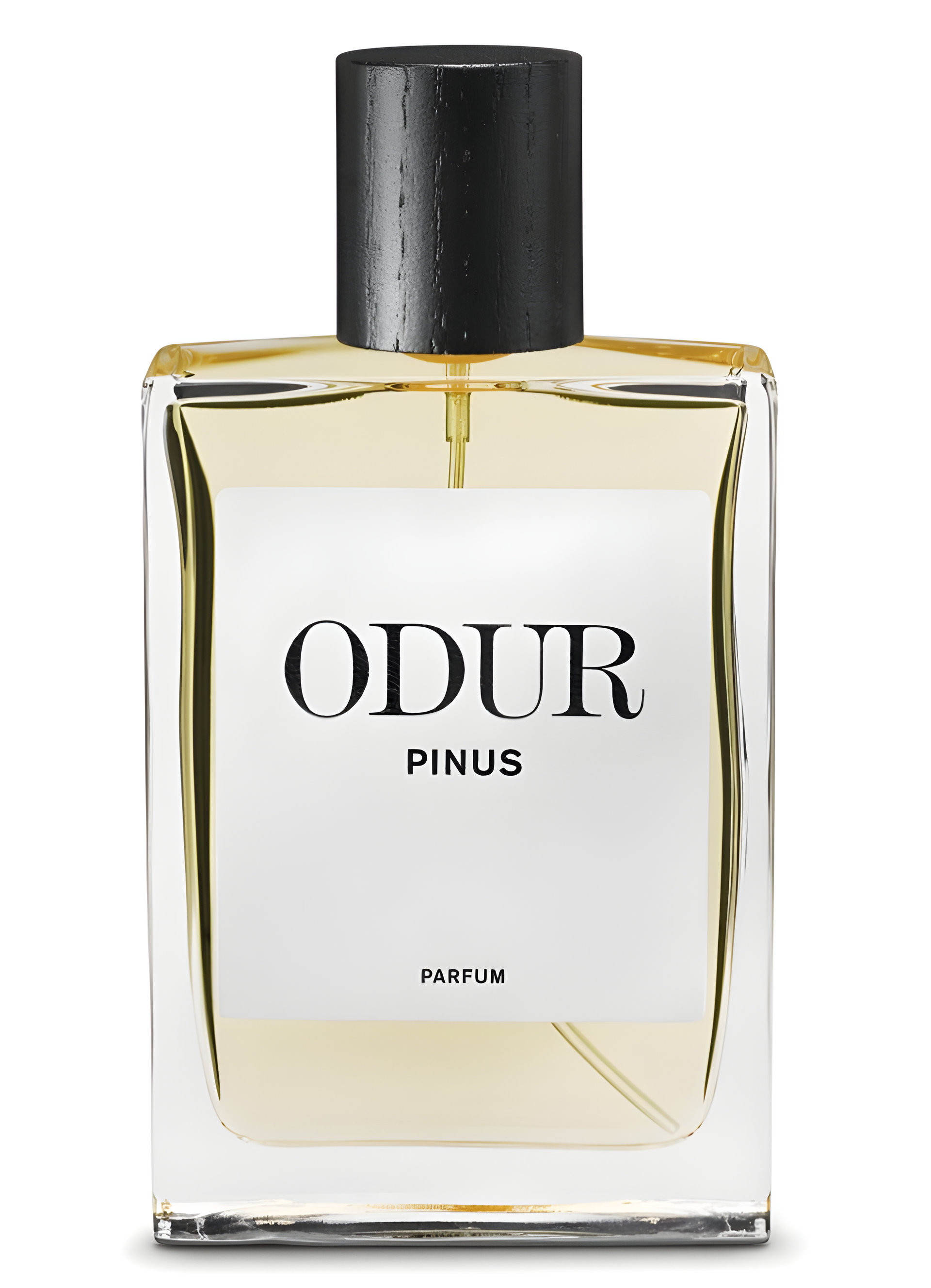 Picture of Pinus fragrance