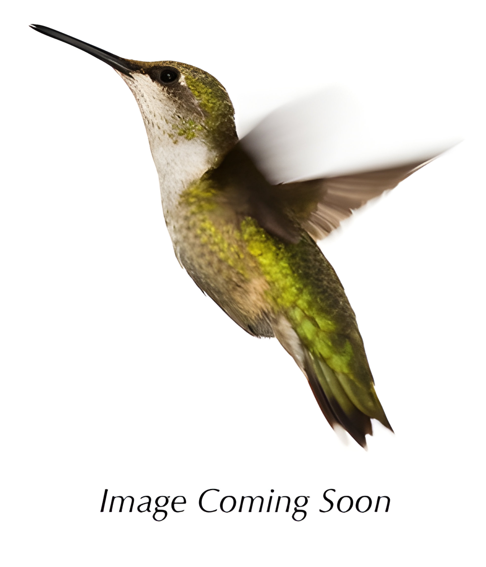 Picture of Hot Tension Electric Water fragrance