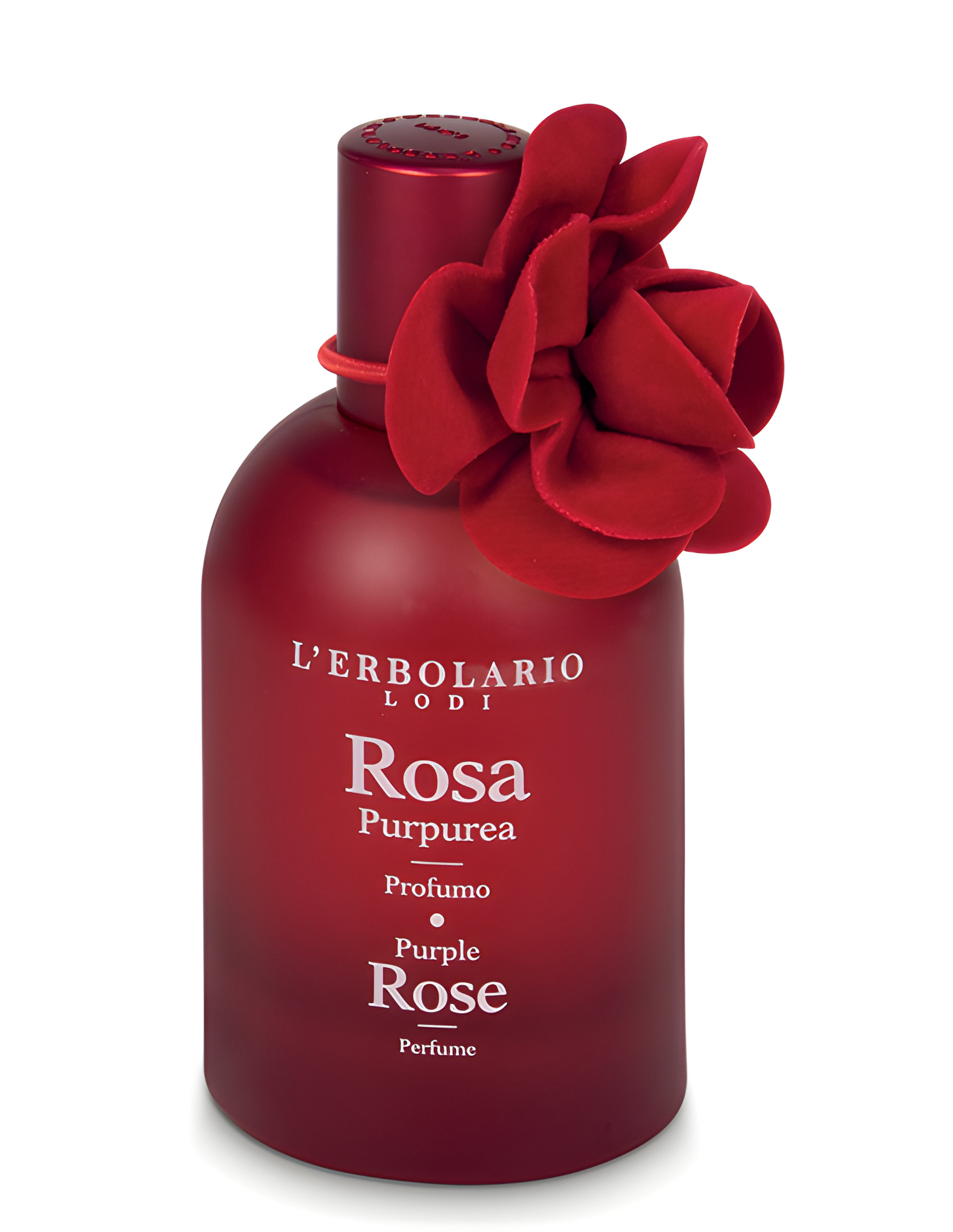 Picture of Purple Rose - Rosa Purpurea fragrance