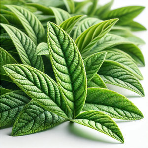 Lemon Verbena - undefined