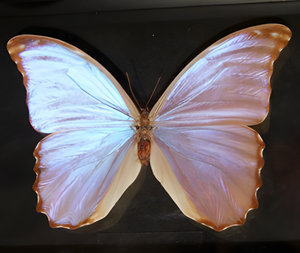 Butterfly by Bud Parfums perfume bottle