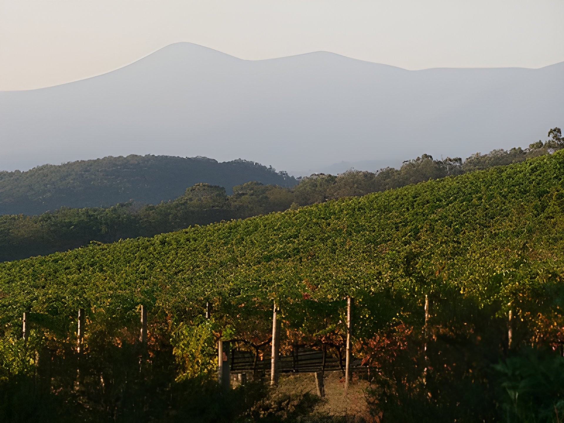 Picture of Kalgoorlie fragrance