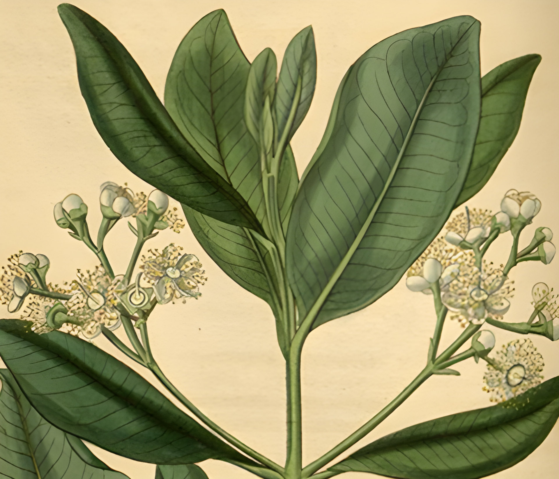 Picture of Bay Rum fragrance