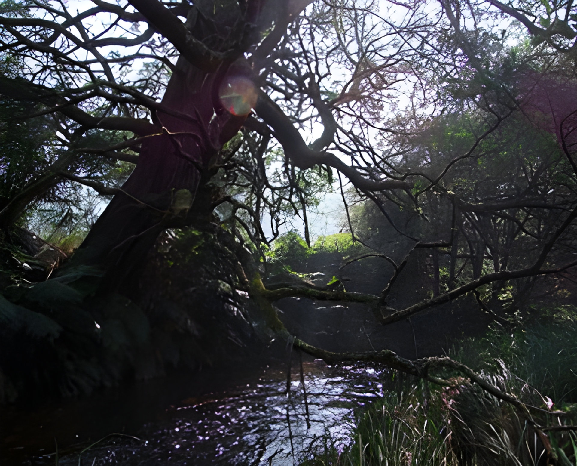 Picture of Naiad fragrance