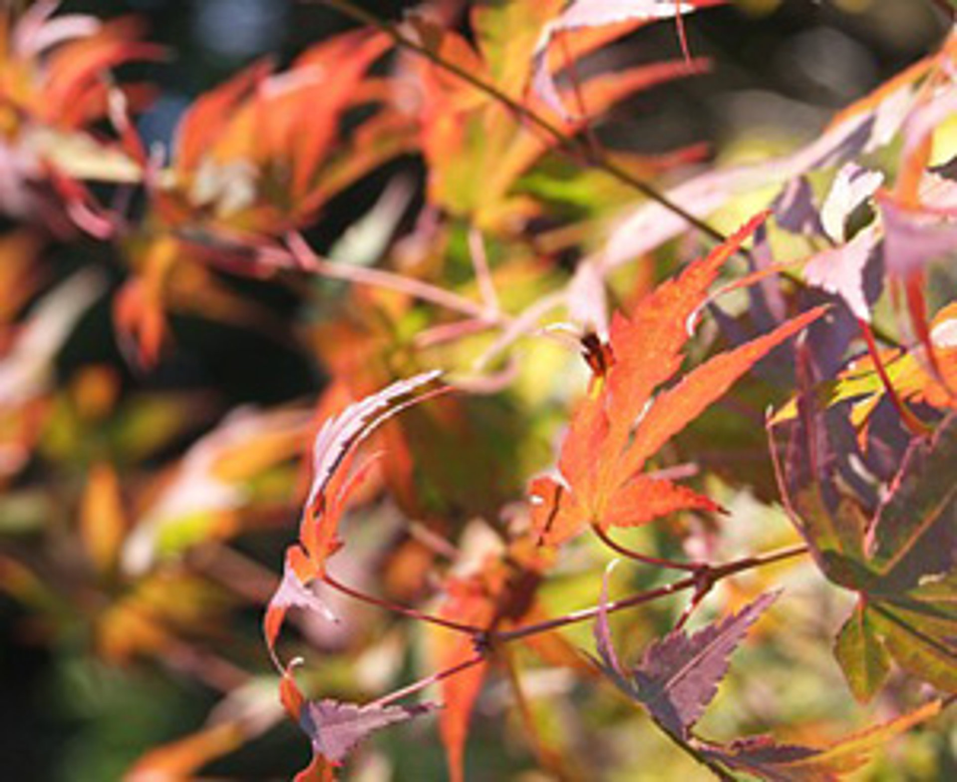 Picture of Autumn fragrance