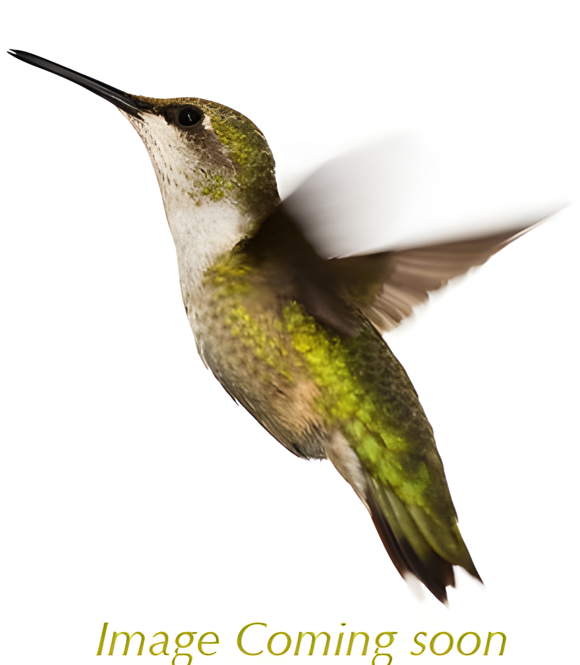 Picture of Quiddity Riot fragrance