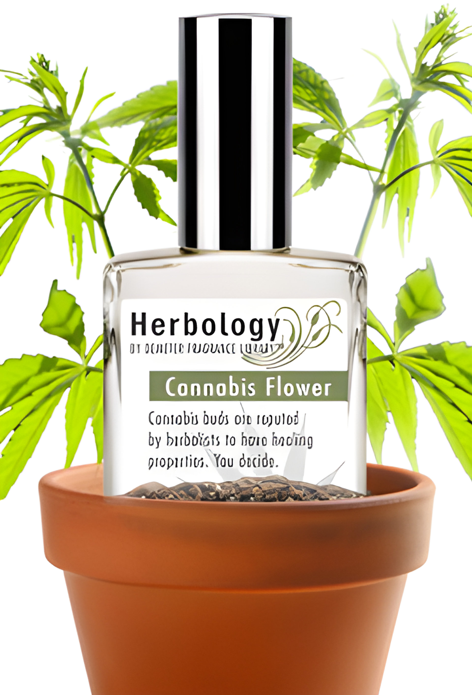 Picture of Cannabis Flower fragrance