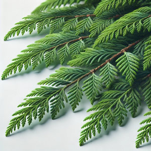 Cedar Leaves - undefined