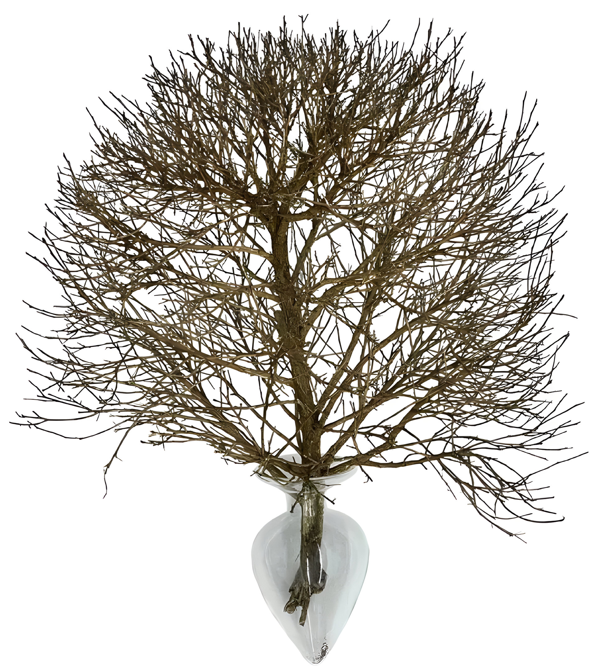 Picture of Vanilla Sky fragrance