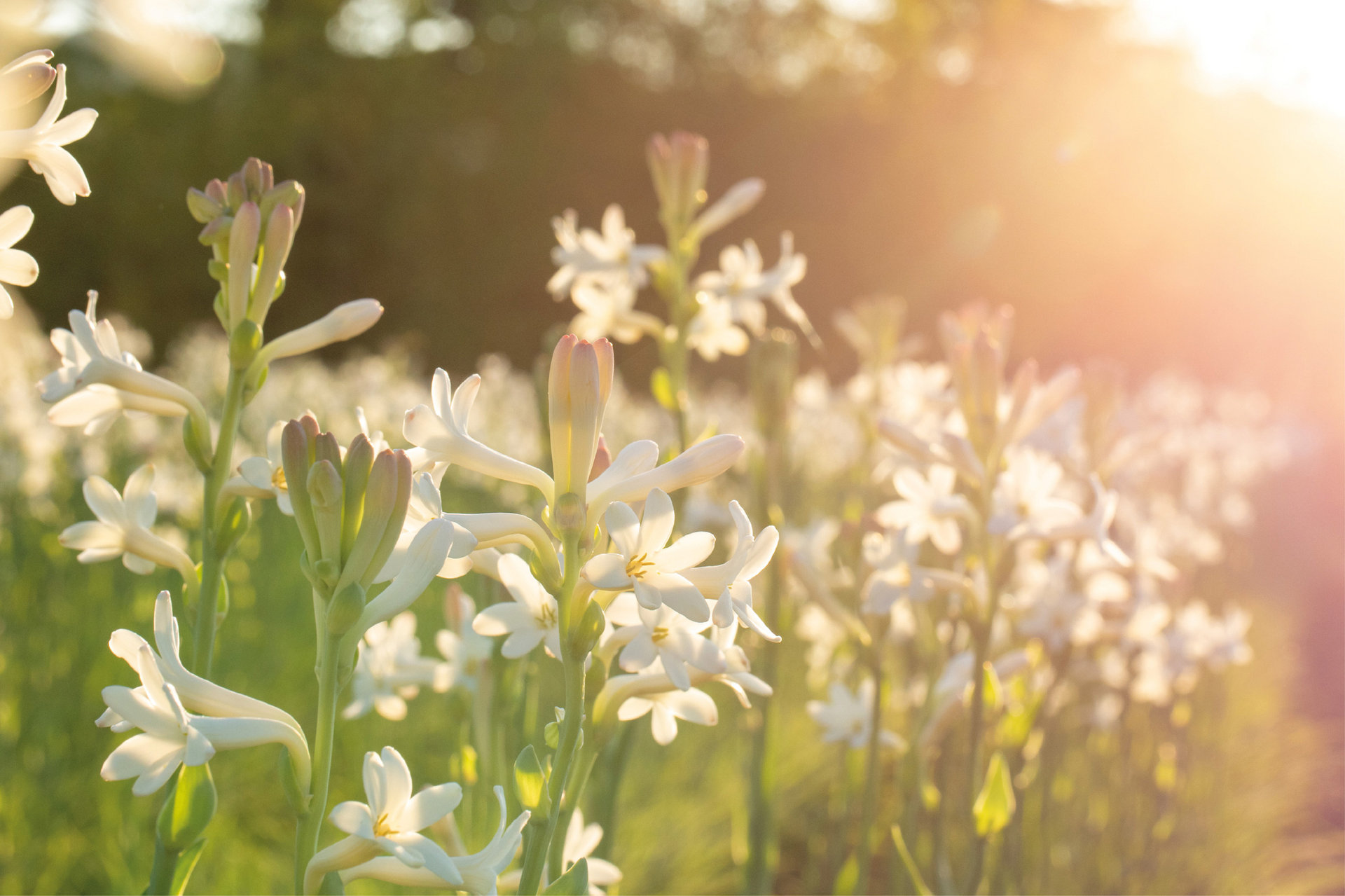 tuberose-field