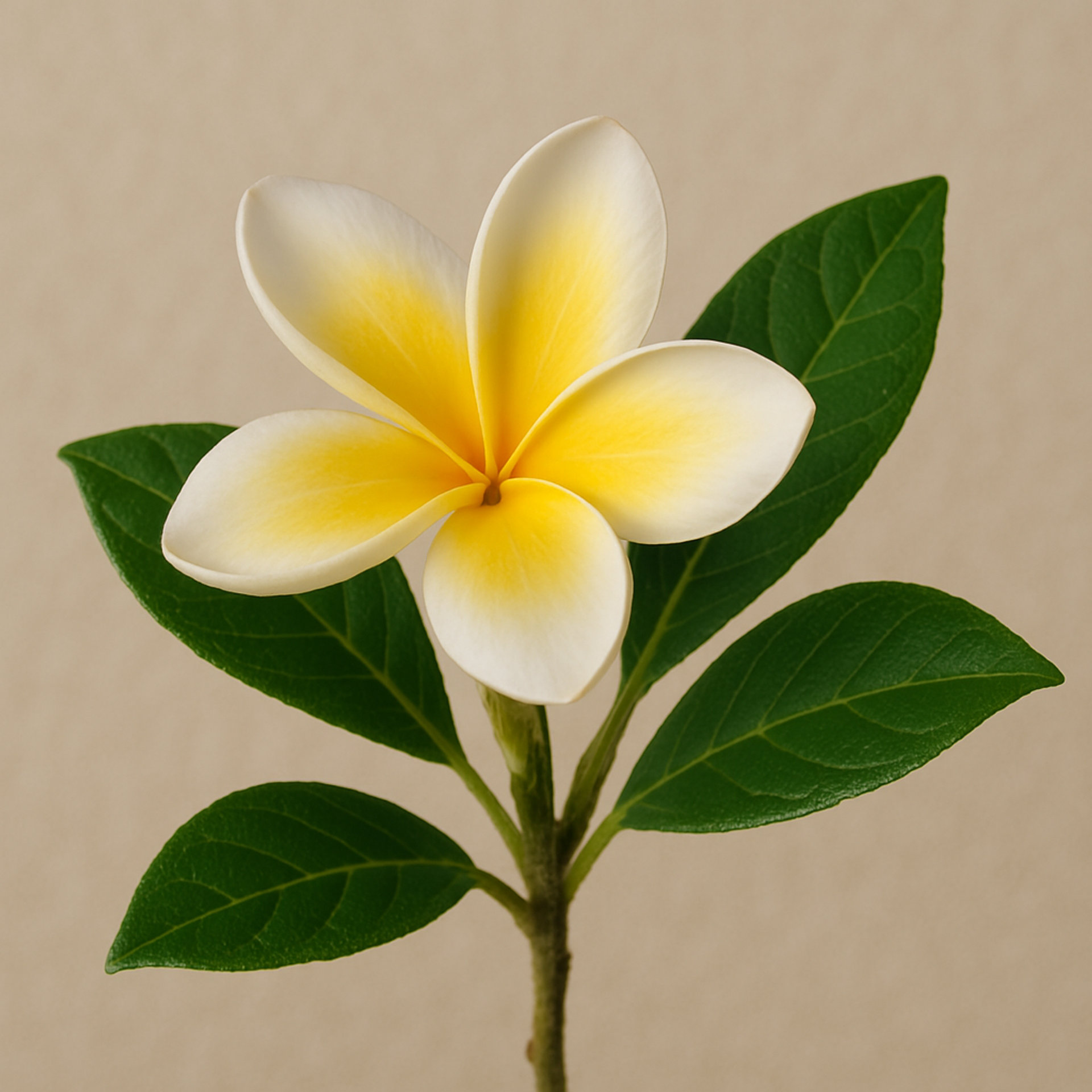 Picture of Frangipani note