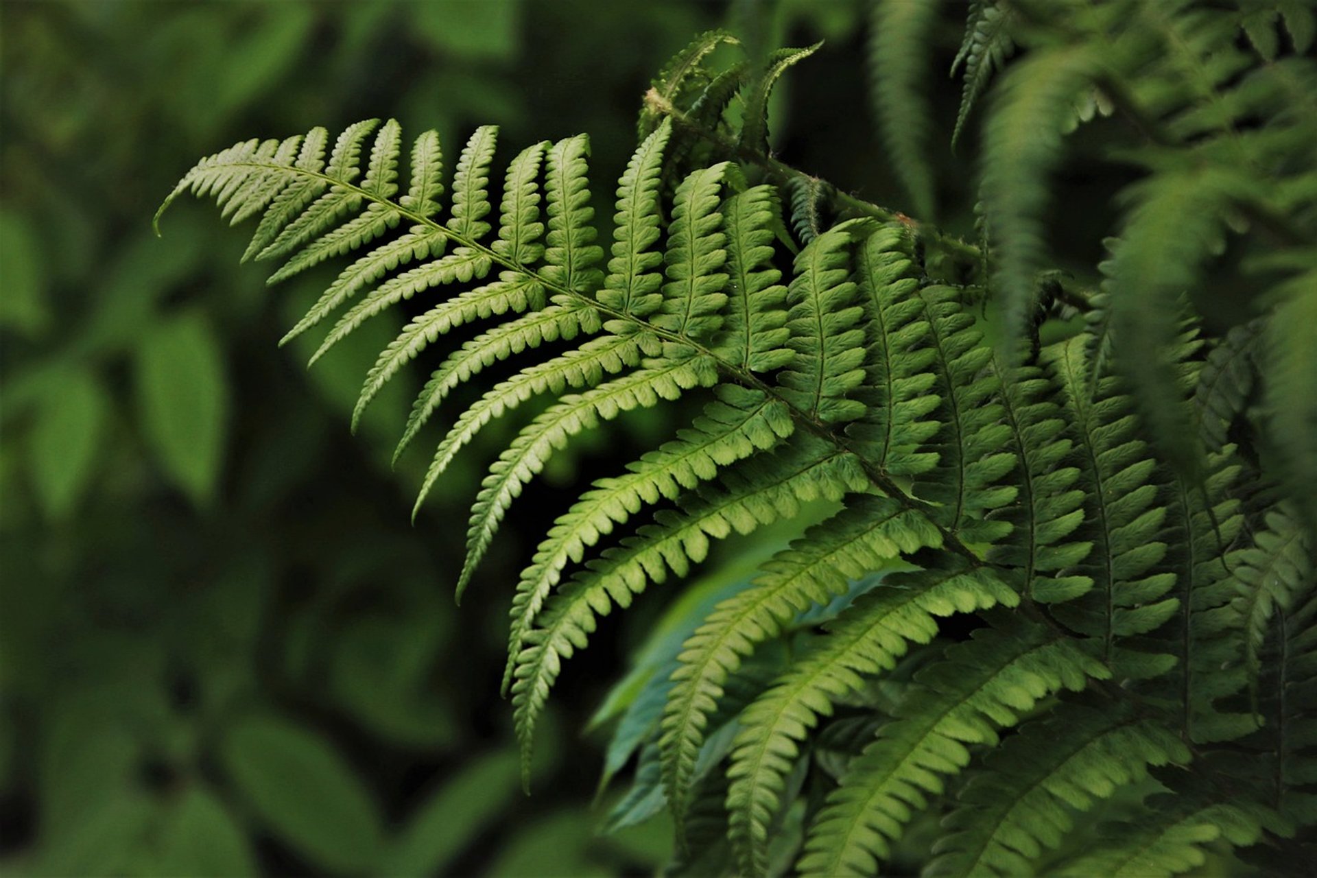 greenery