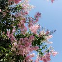 Avatar for user "kamila1"