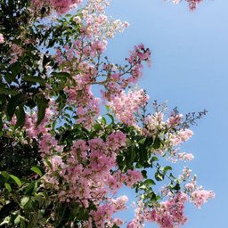 Avatar for user "kamila1"