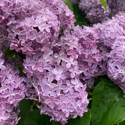 Avatar for user "koublaikhan"