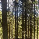 Avatar for user "koublaikhan"