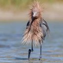 Avatar for user "bombflower"