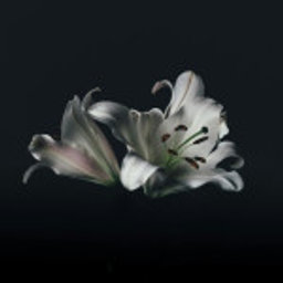 Avatar for user "mel_nocturnum"