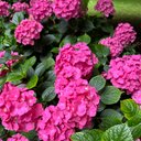 Avatar for user "perfumehaiku"