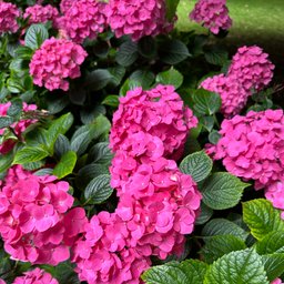 Avatar for user "perfumehaiku"